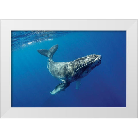 South Pacific-Tonga Humpback calf close-up  White Modern Wood Framed Art Print by Jaynes Gallery