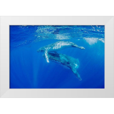 South Pacific-Tonga Humpback whale mother and calf close-up  White Modern Wood Framed Art Print by Jaynes Gallery