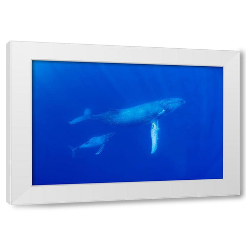 South Pacific-Tonga Humpback whale mother and calf close-up  White Modern Wood Framed Art Print by Jaynes Gallery