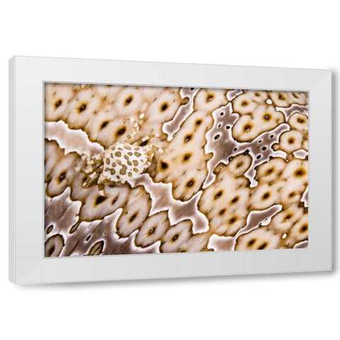 Papua New Guinea, Crab on a sea cucumber White Modern Wood Framed Art Print by Shimlock, Jones