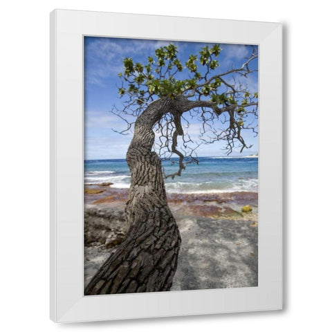 French Polynesia, Rangiroa Tree over the beach White Modern Wood Framed Art Print by Kaveney, Wendy