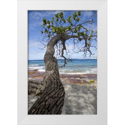 French Polynesia, Rangiroa Tree over the beach White Modern Wood Framed Art Print by Kaveney, Wendy