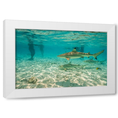 French Polynesia- Bora Bora. Black-tip reef sharks near tourists. White Modern Wood Framed Art Print by Jaynes Gallery