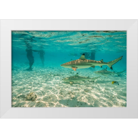 French Polynesia- Bora Bora. Black-tip reef sharks near tourists. White Modern Wood Framed Art Print by Jaynes Gallery