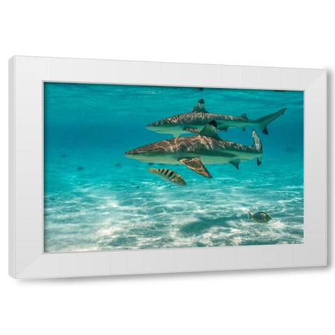 French Polynesia- Moorea. Black-tipped reef sharks. White Modern Wood Framed Art Print by Jaynes Gallery