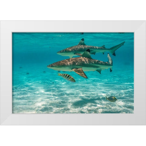 French Polynesia- Moorea. Black-tipped reef sharks. White Modern Wood Framed Art Print by Jaynes Gallery