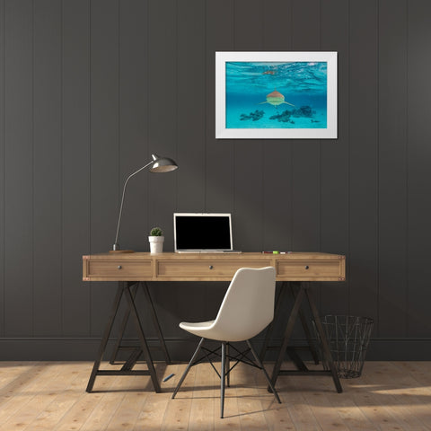 French Polynesia- Moorea. Front view of black-tipped reef shark. White Modern Wood Framed Art Print by Jaynes Gallery