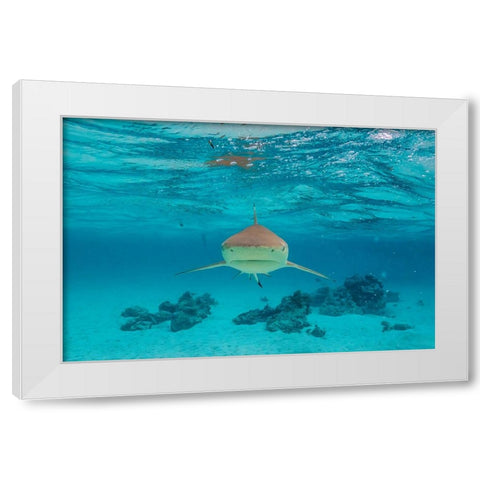 French Polynesia- Moorea. Front view of black-tipped reef shark. White Modern Wood Framed Art Print by Jaynes Gallery