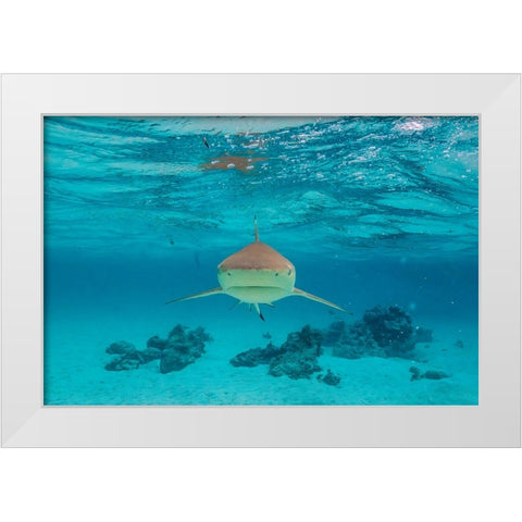 French Polynesia- Moorea. Front view of black-tipped reef shark. White Modern Wood Framed Art Print by Jaynes Gallery