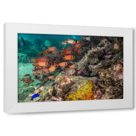 French Polynesia- Moorea. School of soldierfish and coral. White Modern Wood Framed Art Print by Jaynes Gallery