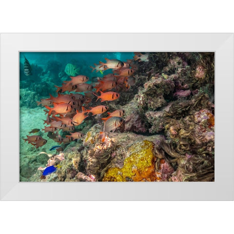 French Polynesia- Moorea. School of soldierfish and coral. White Modern Wood Framed Art Print by Jaynes Gallery