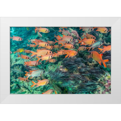 French Polynesia- Moorea. School of soldierfish and coral. White Modern Wood Framed Art Print by Jaynes Gallery