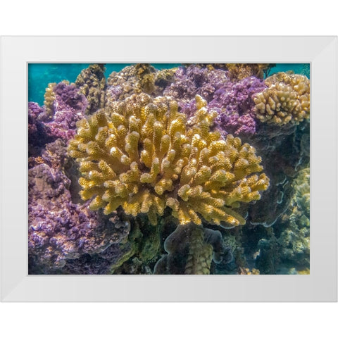 French Polynesia- Bora Bora. Close-up of coral garden. White Modern Wood Framed Art Print by Jaynes Gallery