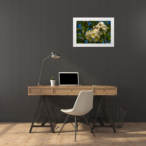 French Polynesia- Tahaa. Close-up of white plumeria blossoms. White Modern Wood Framed Art Print by Jaynes Gallery
