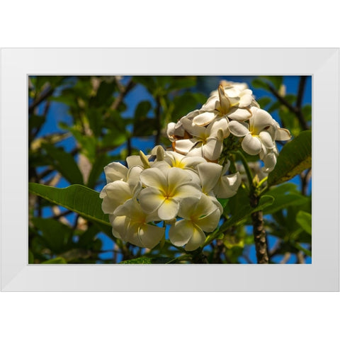 French Polynesia- Tahaa. Close-up of white plumeria blossoms. White Modern Wood Framed Art Print by Jaynes Gallery