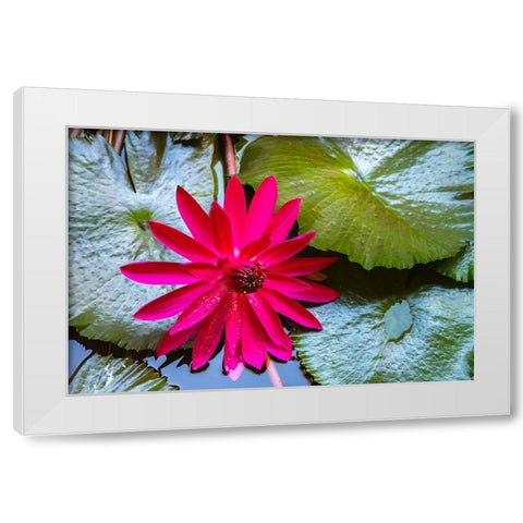 French Polynesia- Moorea. Lotus blossom and pads close-up. White Modern Wood Framed Art Print by Jaynes Gallery
