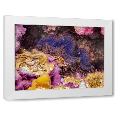 French Polynesia- Tahaa. Giant clam and coral underwater. White Modern Wood Framed Art Print by Jaynes Gallery