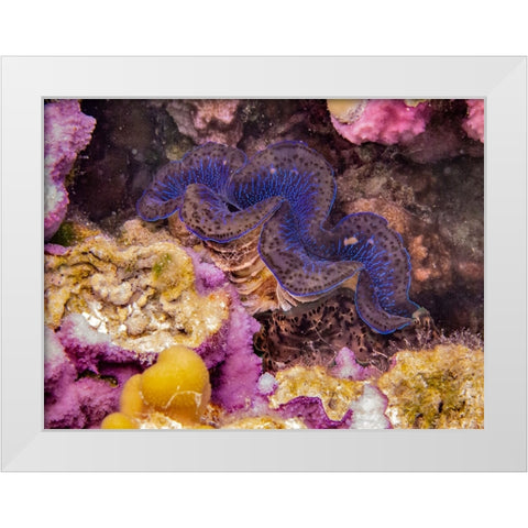 French Polynesia- Tahaa. Giant clam and coral underwater. White Modern Wood Framed Art Print by Jaynes Gallery