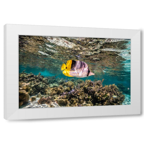 French Polynesia- Tahaa. Coral scenic with lone Pacific double-saddle butterflyfish. White Modern Wood Framed Art Print by Jaynes Gallery