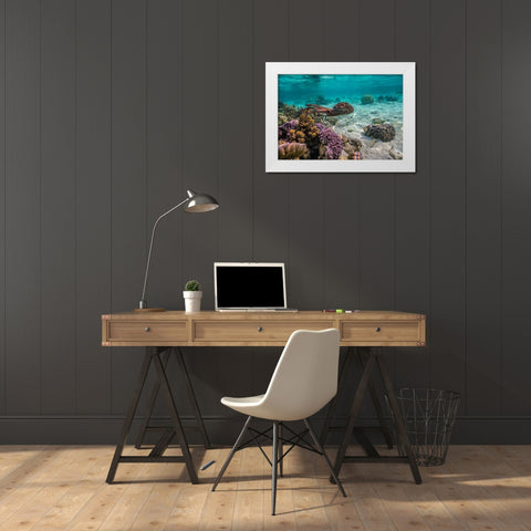 French Polynesia- Tahaa. Close-up of octopus moving. White Modern Wood Framed Art Print by Jaynes Gallery