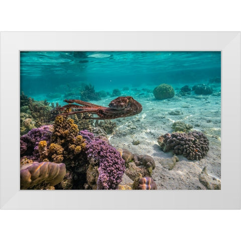 French Polynesia- Tahaa. Close-up of octopus moving. White Modern Wood Framed Art Print by Jaynes Gallery