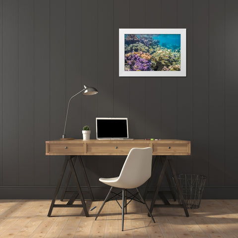 French Polynesia- Bora Bora. School of convict surgeonfish and coral. White Modern Wood Framed Art Print by Jaynes Gallery