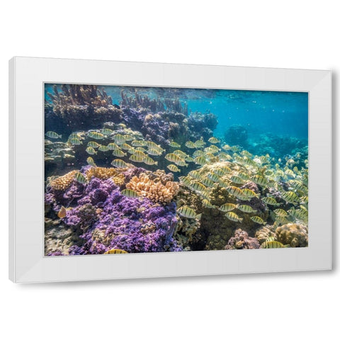 French Polynesia- Bora Bora. School of convict surgeonfish and coral. White Modern Wood Framed Art Print by Jaynes Gallery