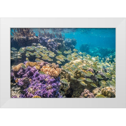 French Polynesia- Bora Bora. School of convict surgeonfish and coral. White Modern Wood Framed Art Print by Jaynes Gallery