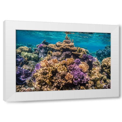 French Polynesia- Bora Bora. Close-up of coral garden. White Modern Wood Framed Art Print by Jaynes Gallery