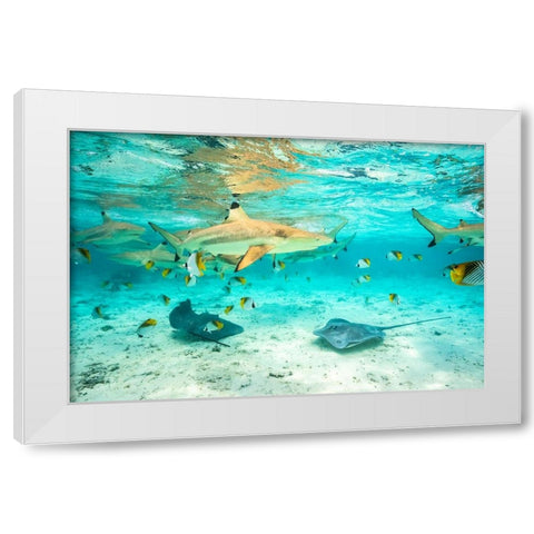 French Polynesia- Bora Bora. Black-tip reef sharks and stingrays. White Modern Wood Framed Art Print by Jaynes Gallery