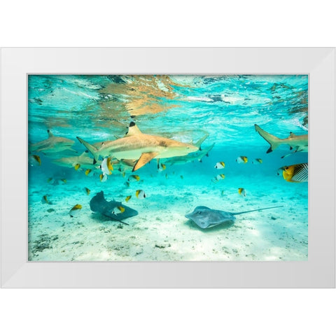 French Polynesia- Bora Bora. Black-tip reef sharks and stingrays. White Modern Wood Framed Art Print by Jaynes Gallery