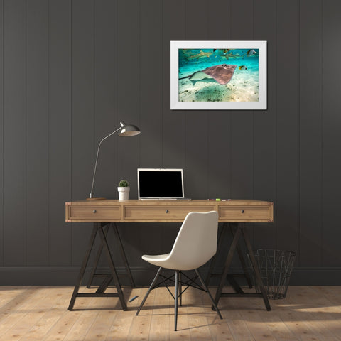 French Polynesia- Bora Bora. Black tip reef sharks and stingray. White Modern Wood Framed Art Print by Jaynes Gallery