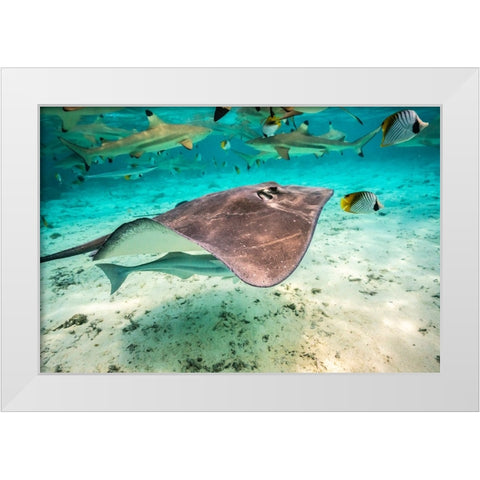French Polynesia- Bora Bora. Black tip reef sharks and stingray. White Modern Wood Framed Art Print by Jaynes Gallery