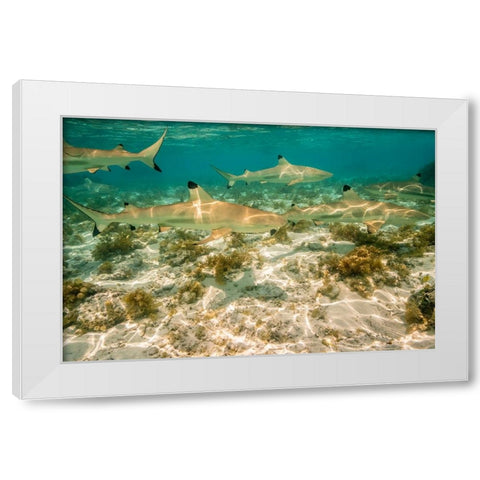 French Polynesia- Bora Bora. Black-tipped reef sharks close-up. White Modern Wood Framed Art Print by Jaynes Gallery