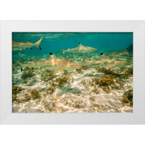 French Polynesia- Bora Bora. Black-tipped reef sharks close-up. White Modern Wood Framed Art Print by Jaynes Gallery