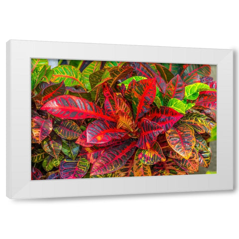Colorful leaves-Moorea-Tahiti-French Polynesia White Modern Wood Framed Art Print by Perry, William