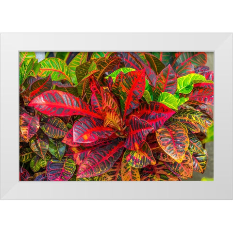 Colorful leaves-Moorea-Tahiti-French Polynesia White Modern Wood Framed Art Print by Perry, William