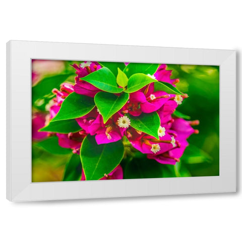 Pink bougainvillea closeup-Moorea-Tahiti-French Polynesia White Modern Wood Framed Art Print by Perry, William