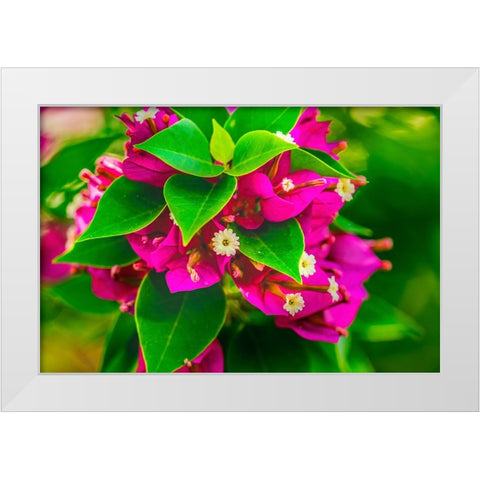 Pink bougainvillea closeup-Moorea-Tahiti-French Polynesia White Modern Wood Framed Art Print by Perry, William