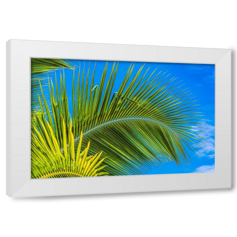 Green palm fronds-Moorea-Tahiti-French Polynesia White Modern Wood Framed Art Print by Perry, William