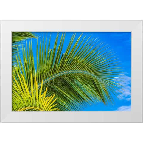Green palm fronds-Moorea-Tahiti-French Polynesia White Modern Wood Framed Art Print by Perry, William