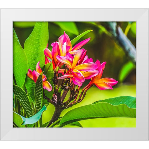 Frangipani Plumeria-Moorea-Tahiti-French Polynesia White Modern Wood Framed Art Print by Perry, William