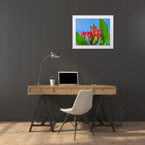Frangipani Plumeria-Moorea-Tahiti-French Polynesia White Modern Wood Framed Art Print by Perry, William