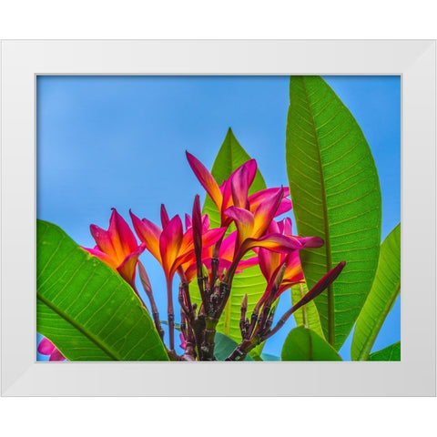 Frangipani Plumeria-Moorea-Tahiti-French Polynesia White Modern Wood Framed Art Print by Perry, William