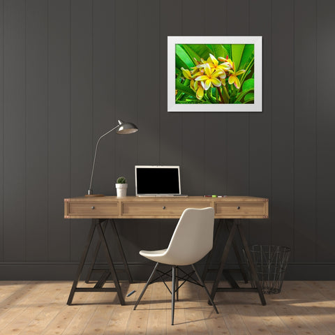 Frangipani plumeria-Moorea-Tahiti-French Polynesia White Modern Wood Framed Art Print by Perry, William