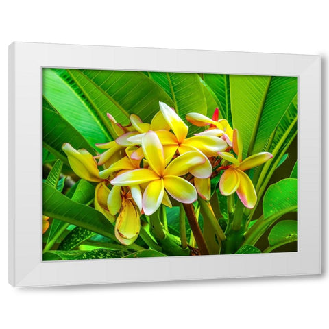 Frangipani plumeria-Moorea-Tahiti-French Polynesia White Modern Wood Framed Art Print by Perry, William