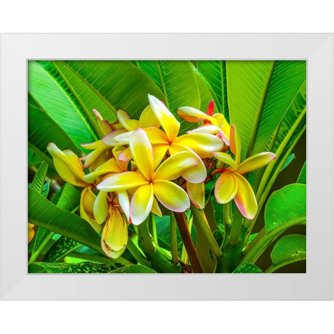 Frangipani plumeria-Moorea-Tahiti-French Polynesia White Modern Wood Framed Art Print by Perry, William