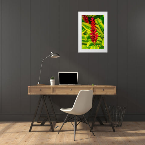 Pinecone ginger-Moorea-Tahiti-French Polynesia-Native to Malaysia White Modern Wood Framed Art Print by Perry, William