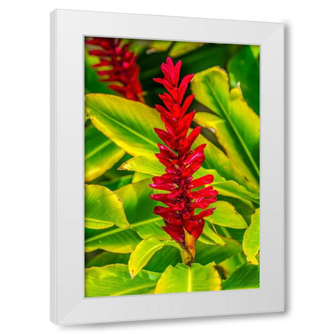 Pinecone ginger-Moorea-Tahiti-French Polynesia-Native to Malaysia White Modern Wood Framed Art Print by Perry, William