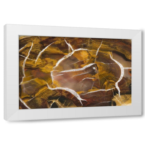 Argentina Close-up of petrified wood White Modern Wood Framed Art Print by Kirkland, Dennis